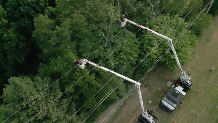 Tree and Shrub Care in Smithfield, UT